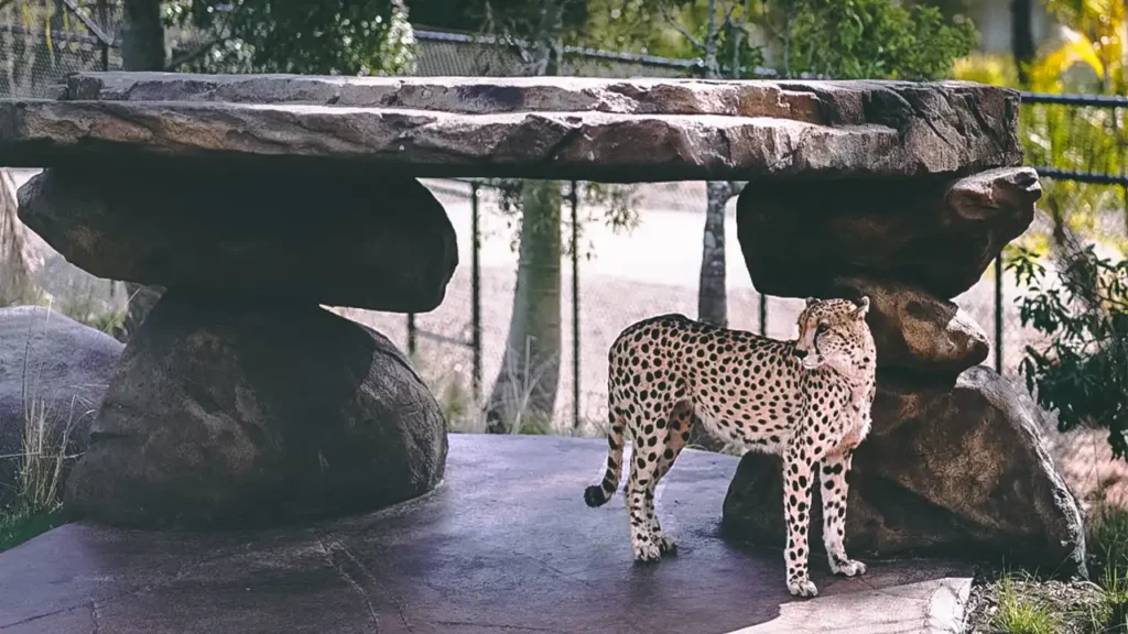 Gepard - Världens snabbaste landdjur