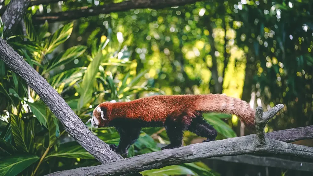 Röd panda - Världens sötaste djur
