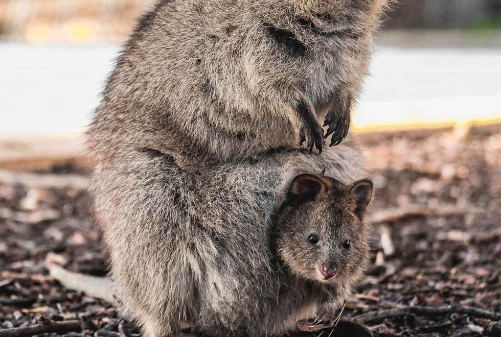 Så ser relationen ut mellan Quokkas och människor