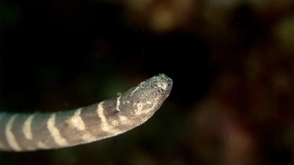 Beaked sea snake