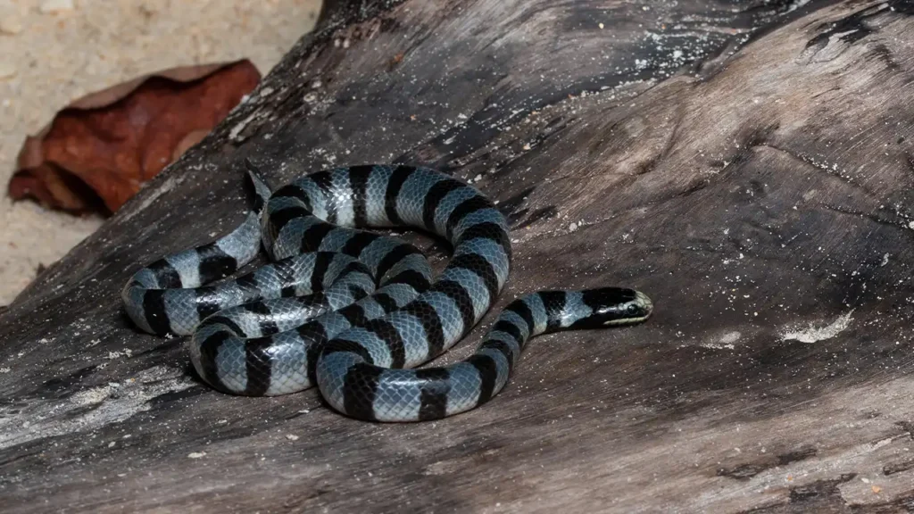 Black-banded sea krait