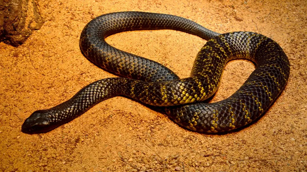 Black tiger snake