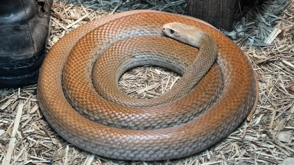 Coastal Taipan