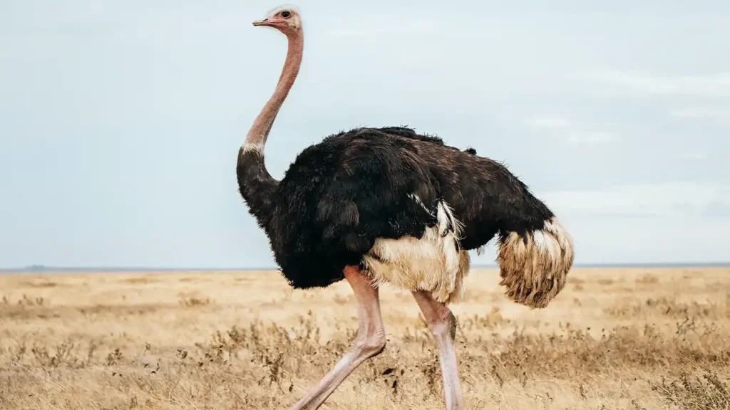 Common Ostrich - världens största fågel