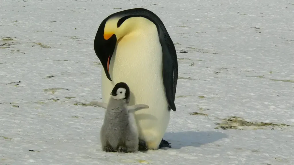 Emperor Penguin