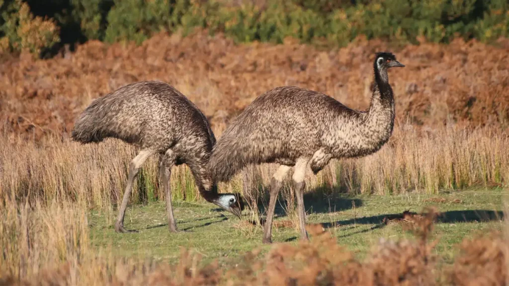 Emu