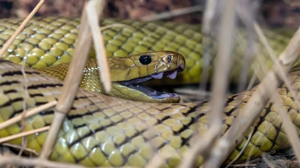 Inland Taipan - världens farligaste orm