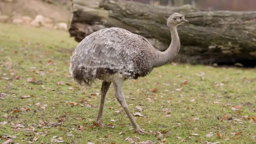 Lesser Rhea