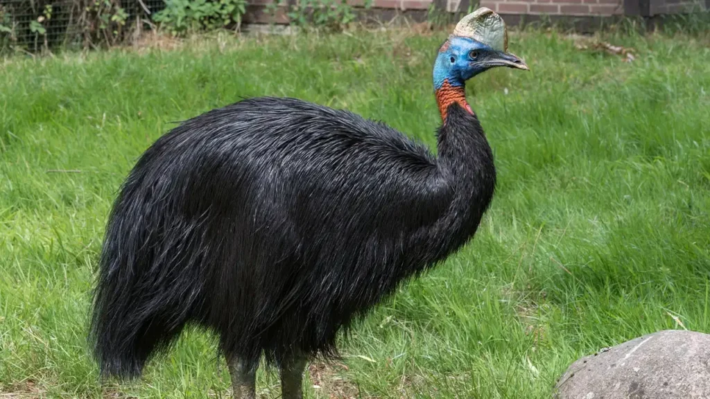 Northern Cassowary