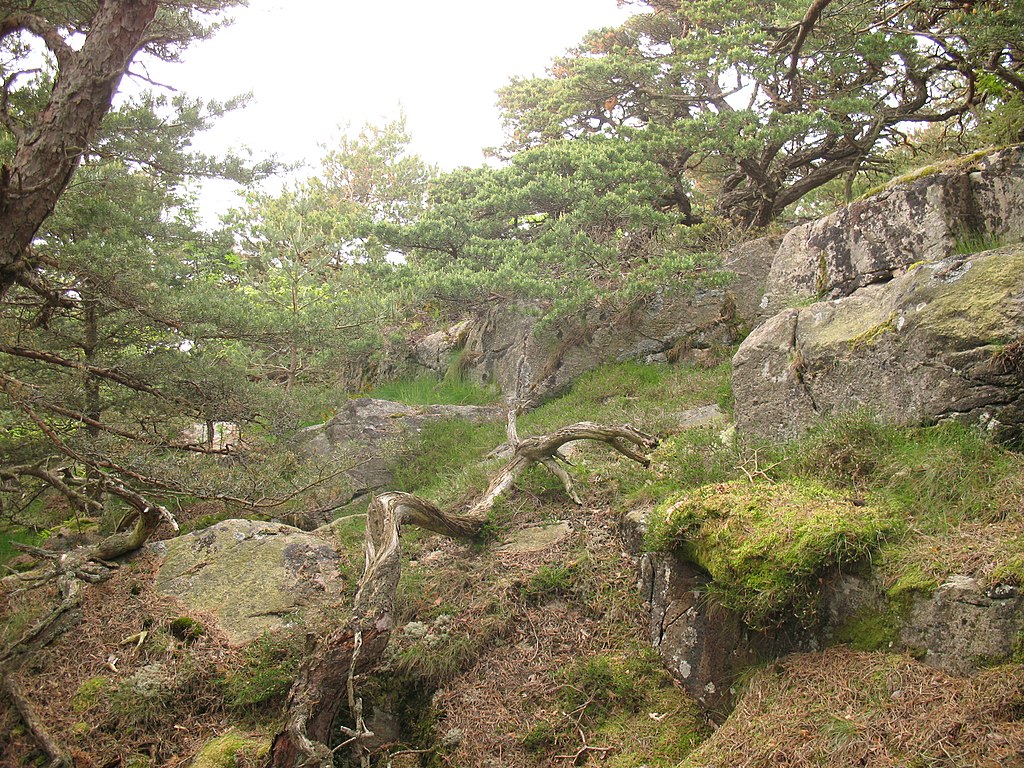 Särö Västerskog runt (Blå slingan)