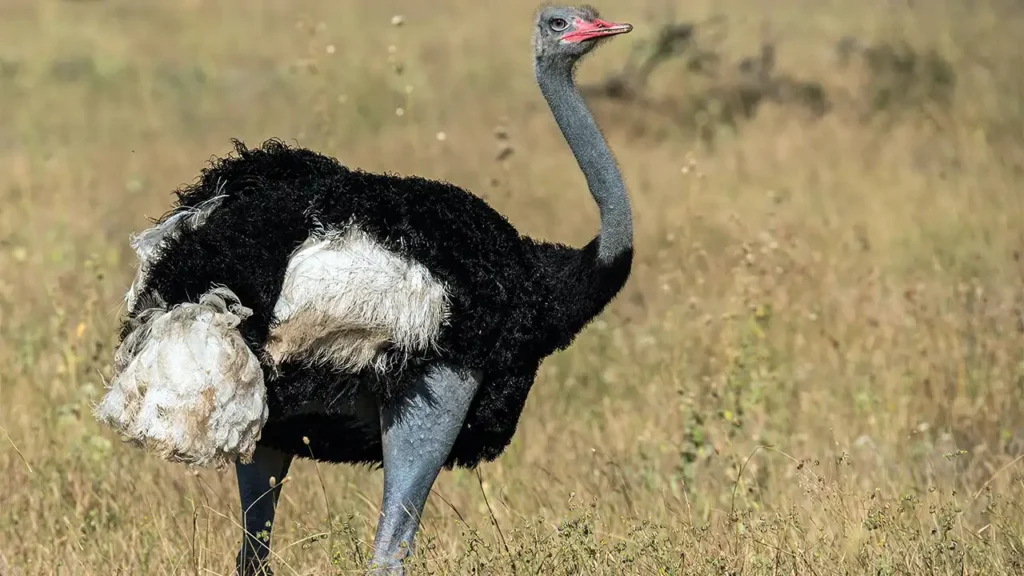 Somali Ostrich