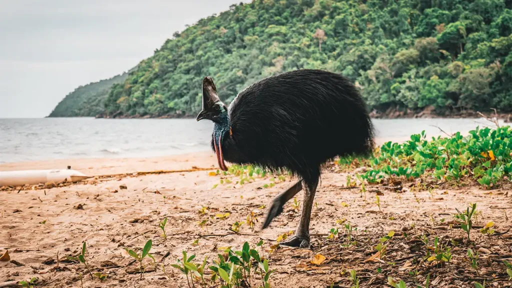 Southern Cassowary