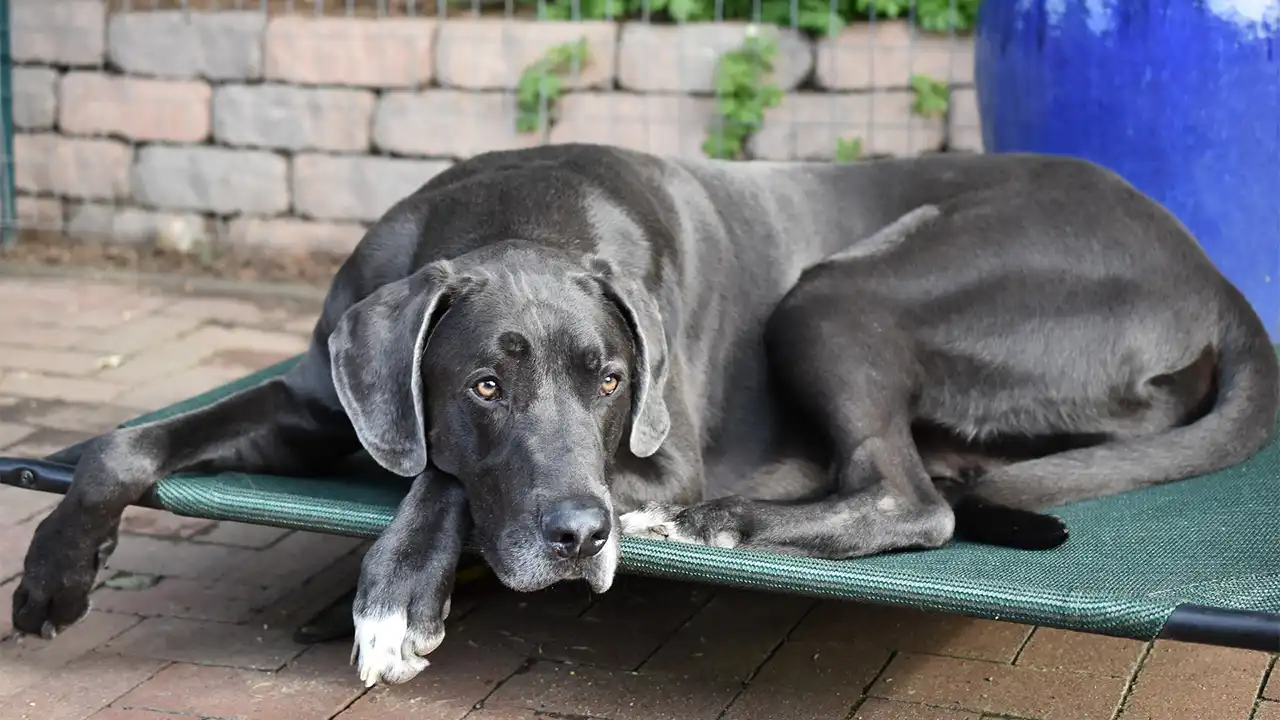 Grand danois (Great Dane) - Världens största hundras
